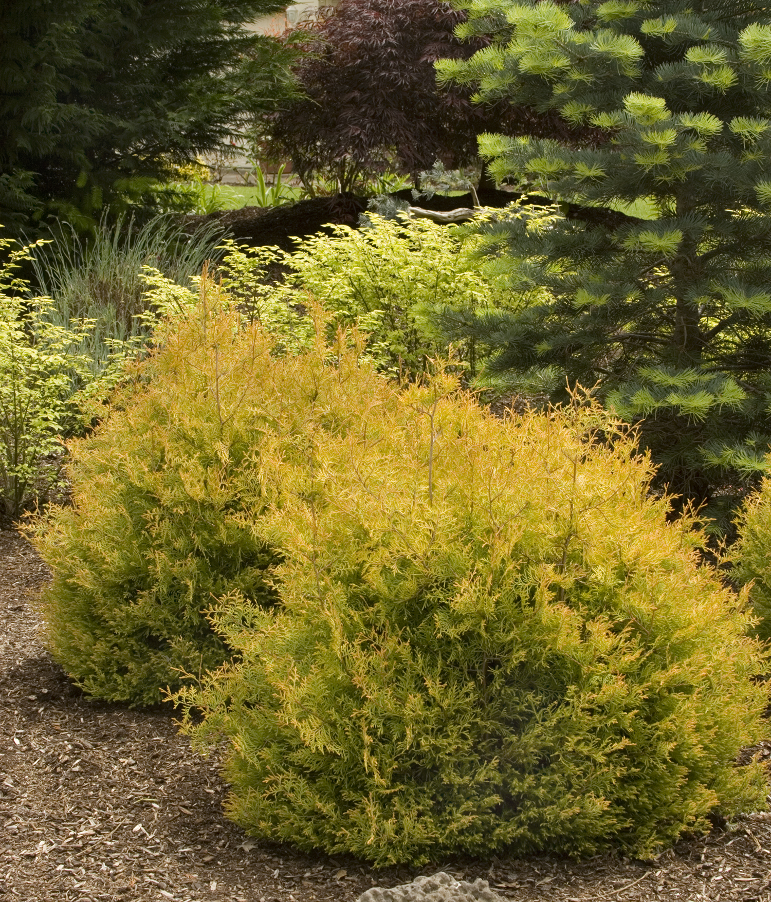 Thuja occidentalis 'Rheingold'